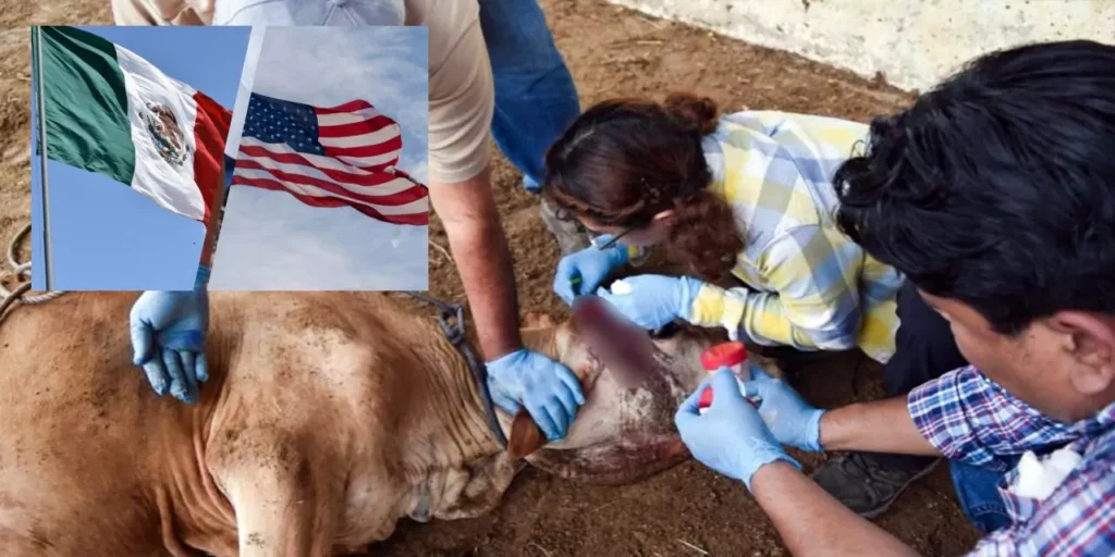 Mexico and the US launch massive campaign against screwworm to reopen the border