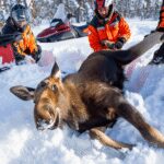 Young moose saved after being buried in snow: it was removed on snowmobiles in New Hampshire